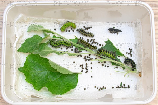 Breeding of caterpillars of the small night peacock