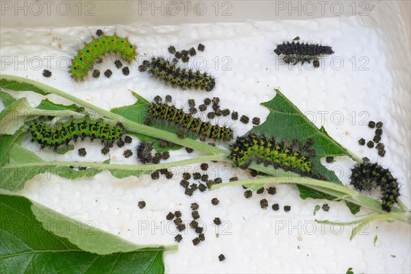 Breeding of caterpillars of the small night peacock