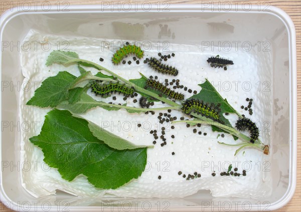 Breeding of caterpillars of the small night peacock