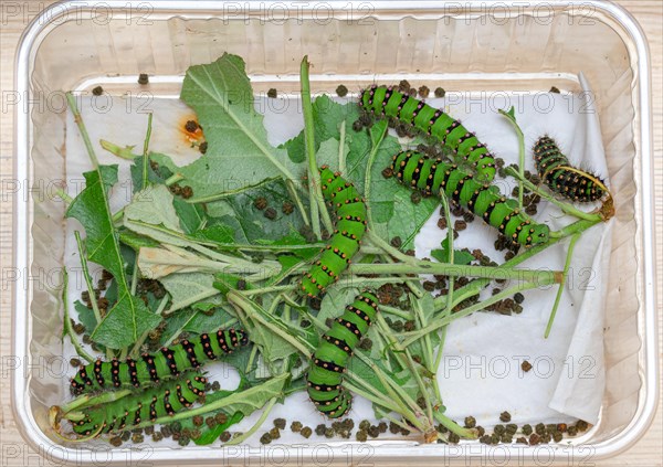 Breeding of caterpillars of the small night peacock