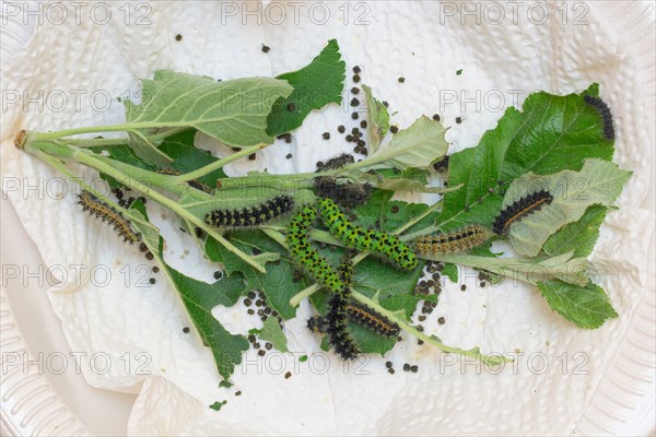 Breeding of caterpillars of the small night peacock