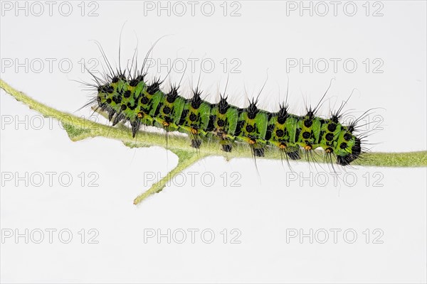 Caterpillar of the small night peacock