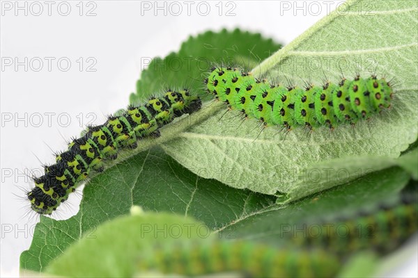 Two caterpillars of the small night peacock