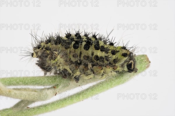 Caterpillar skin of the small night peacock