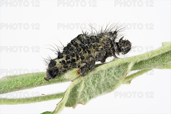 Caterpillar skin of the small night peacock