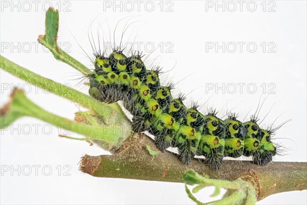 Caterpillar of the small night peacock