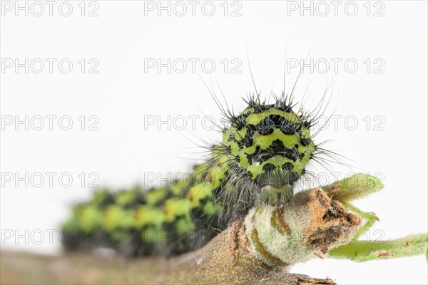 Caterpillar of the small night peacock