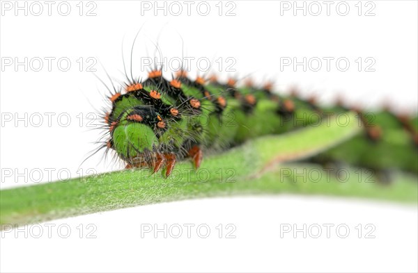 Caterpillar of the small night peacock