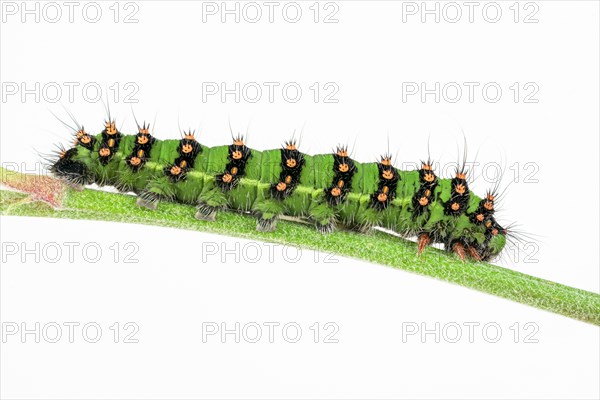 Caterpillar of the small night peacock