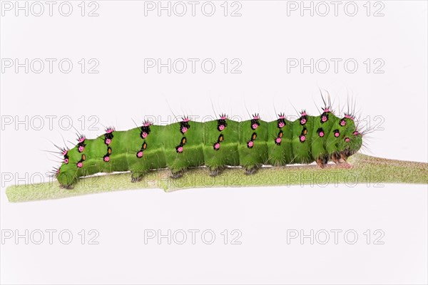 Caterpillar of the small night peacock