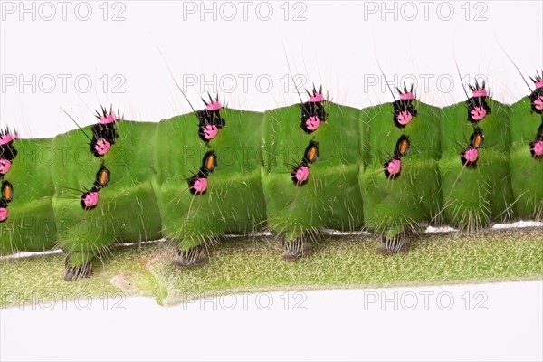 Caterpillar of the small night peacock