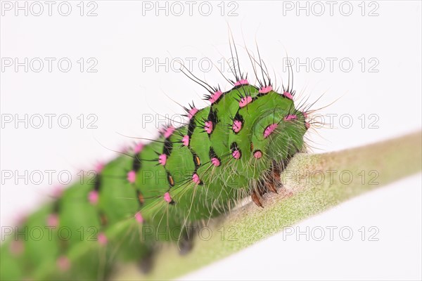 Caterpillar of the small night peacock