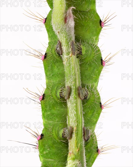 Caterpillar of the small night peacock