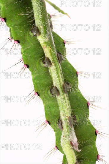 Caterpillar of the small night peacock