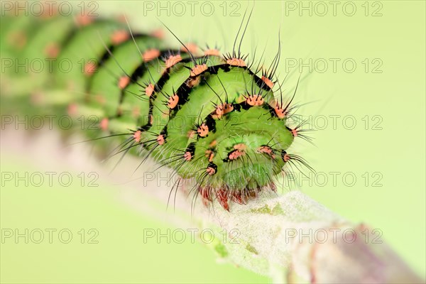 Caterpillar of the small night peacock