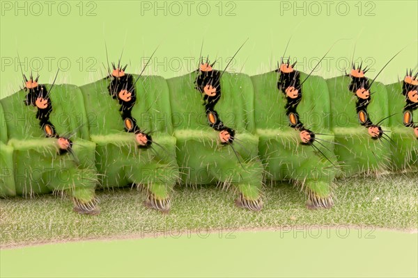 Caterpillar of the small night peacock