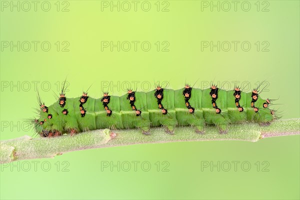 Caterpillar of the small night peacock