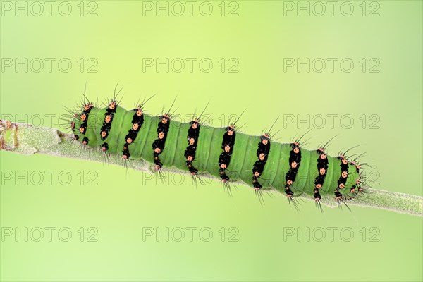 Caterpillar of the small night peacock