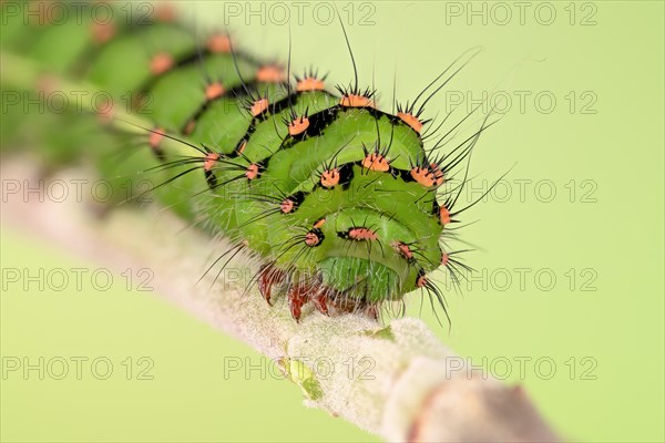 Caterpillar of the small night peacock