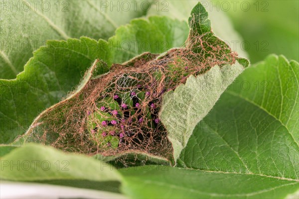 Breeding of caterpillars of the small night peacock