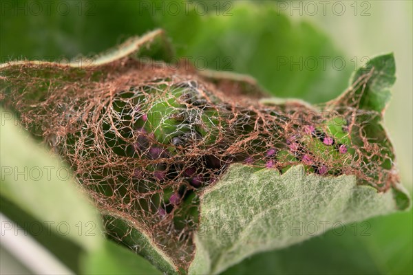 Breeding of caterpillars of the small night peacock