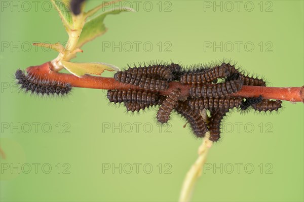 Small emperor moth