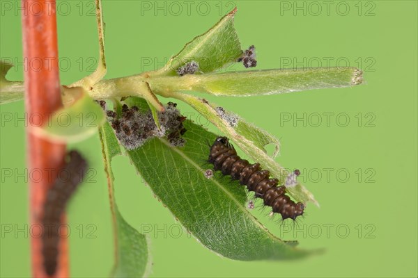 Small emperor moth