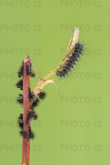 Small emperor moth