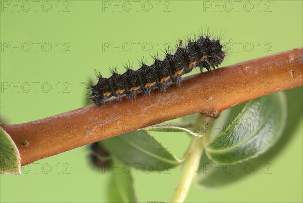 Small emperor moth