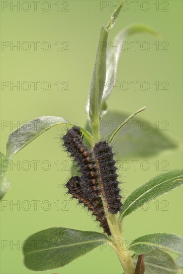 Small emperor moth