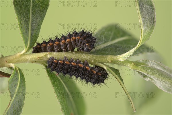 Small emperor moth