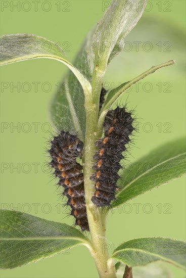 Small emperor moth