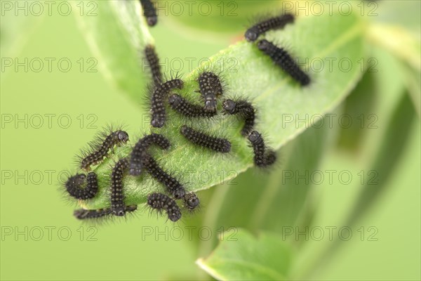 Small emperor moth