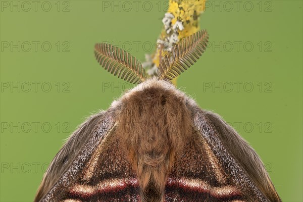 Small emperor moth