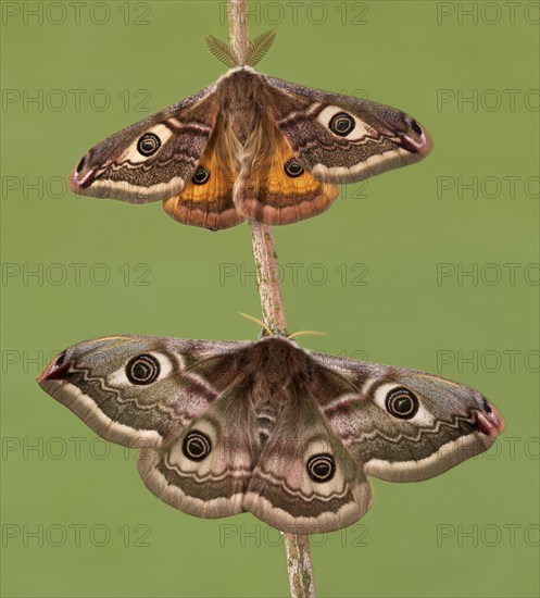 Small emperor moth