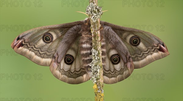 Small emperor moth