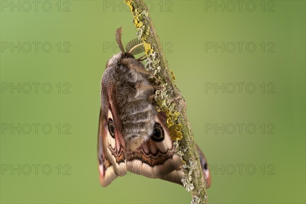 Small emperor moth