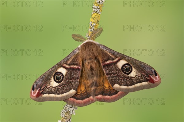 Small emperor moth