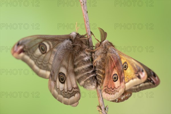 Small emperor moth