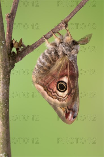 Small emperor moth