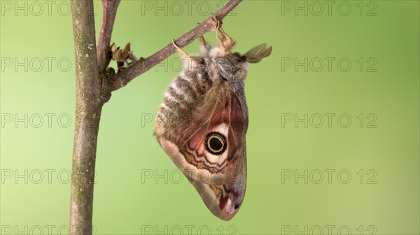 Small emperor moth