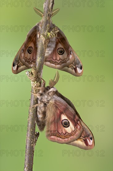 Small emperor moth