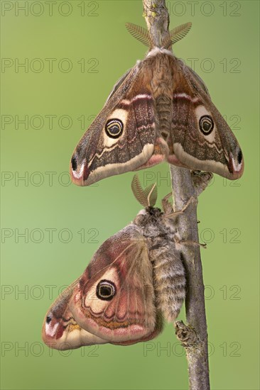 Small emperor moth