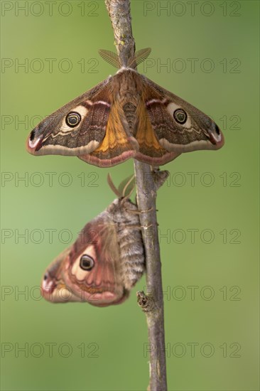 Small emperor moth