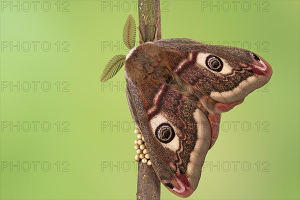 Small emperor moth