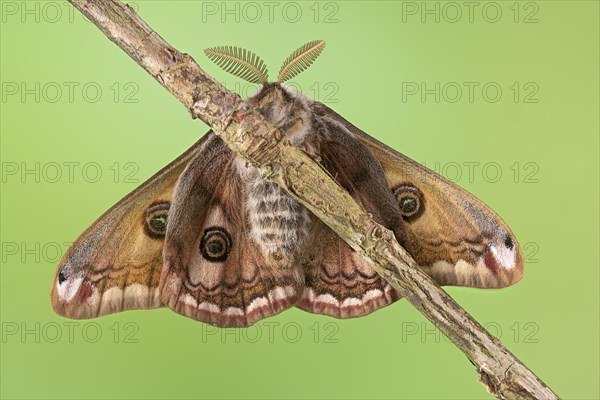 Small emperor moth