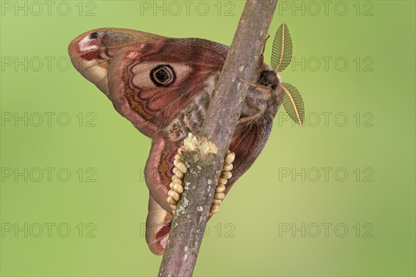 Small emperor moth