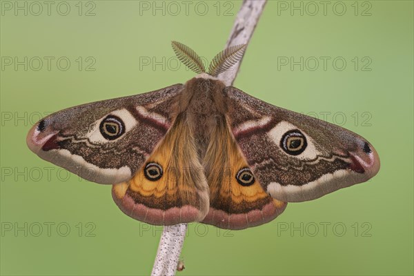 Small emperor moth