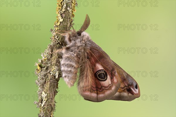 Small emperor moth