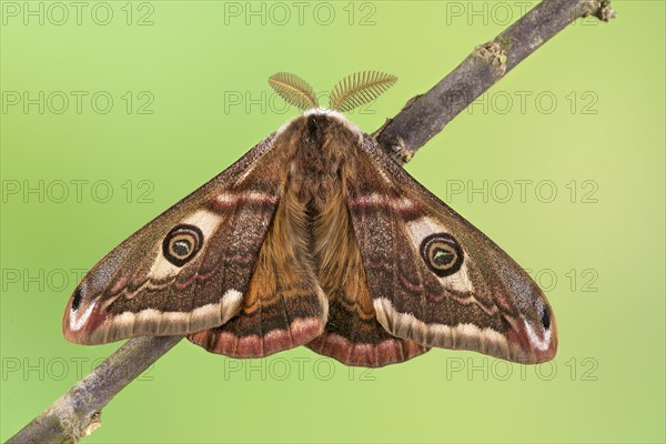 Small emperor moth